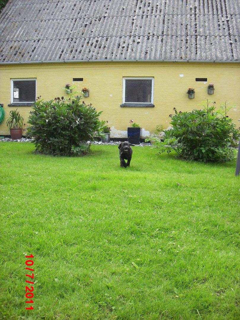 Labrador retriever Tivo billede 5