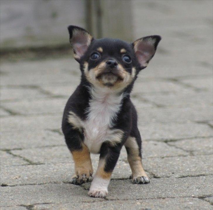 Chihuahua Sylvester - Min lille hårbold billede 1