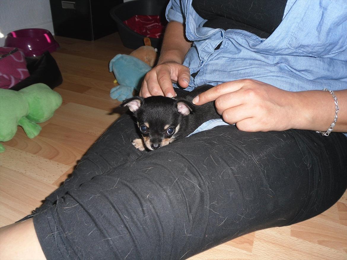 Chihuahua Sylvester billede 2