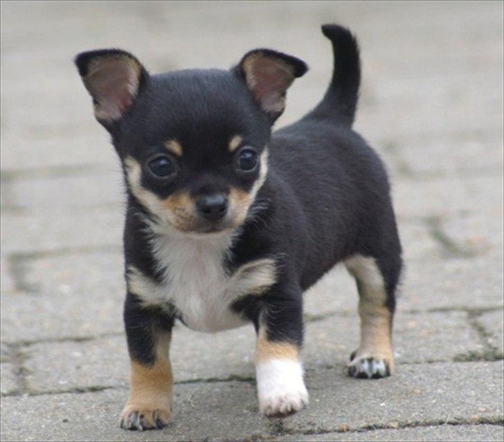 Chihuahua Sylvester billede 3