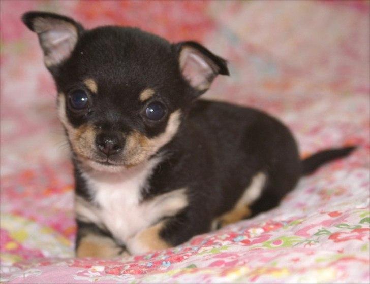 Chihuahua Sylvester billede 4