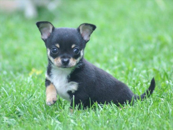Chihuahua Sylvester billede 5