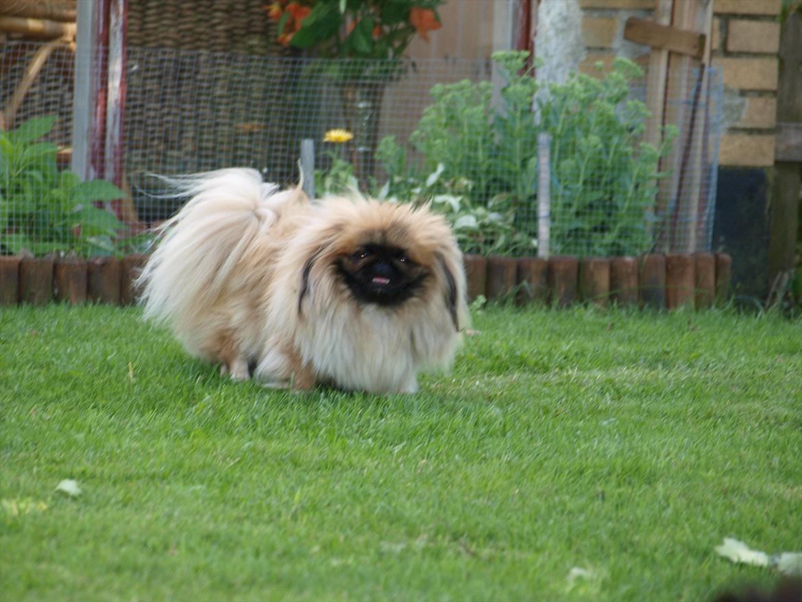 Pekingeser Chui Aka Pigehunden<3 hvil i fred <3 - D. 10.07.11 billede 20
