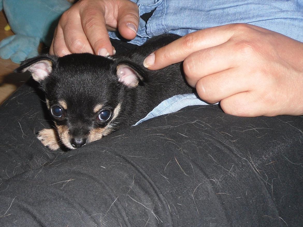 Chihuahua Sylvester billede 6