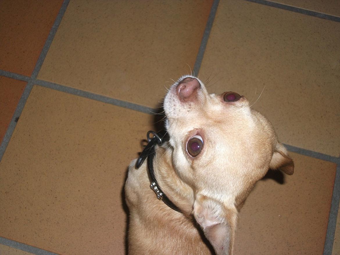 Chihuahua Oscar billede 1