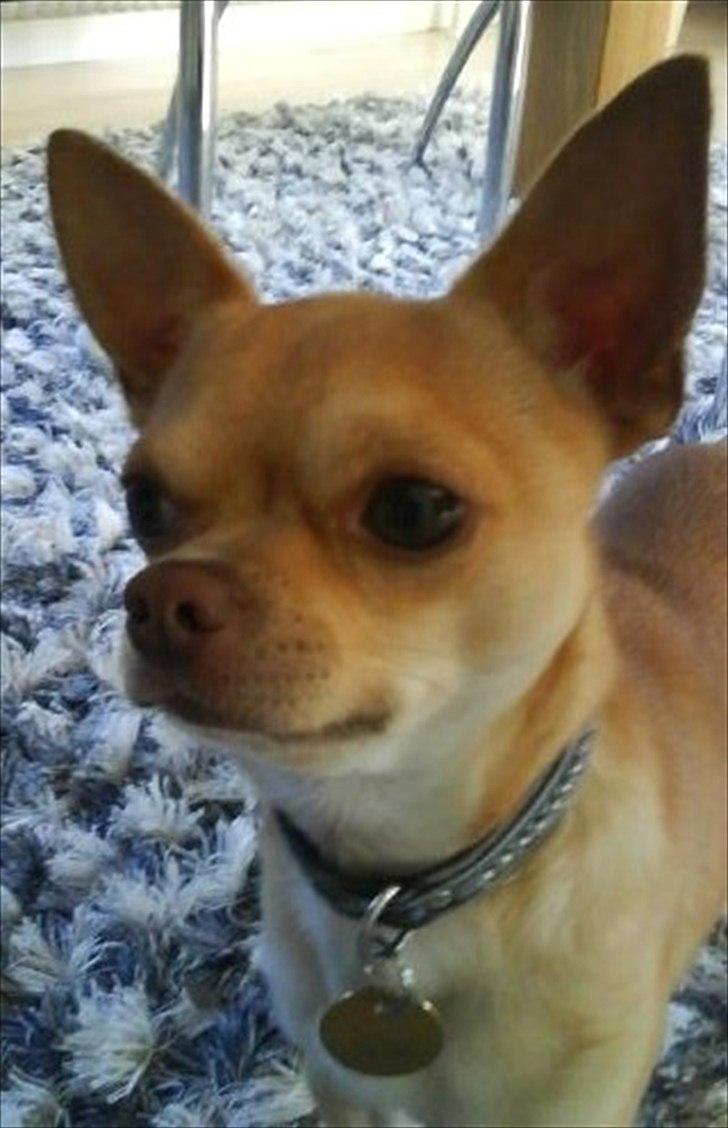 Chihuahua Oscar - Der er han ved at være træt af at lege, men han giver ikke op så let.. hehe billede 2
