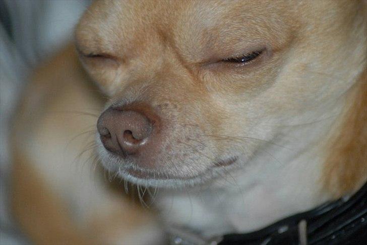 Chihuahua Oscar - slumre billede billede 3