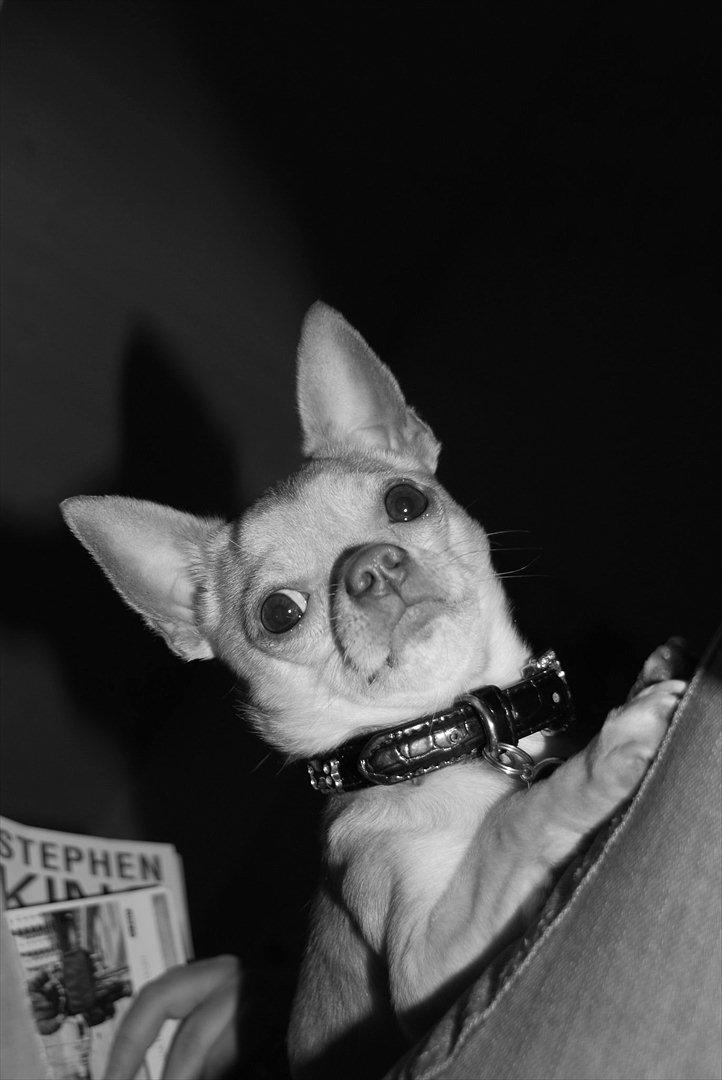 Chihuahua Oscar - Lidt uhyggeligt billede billede 4