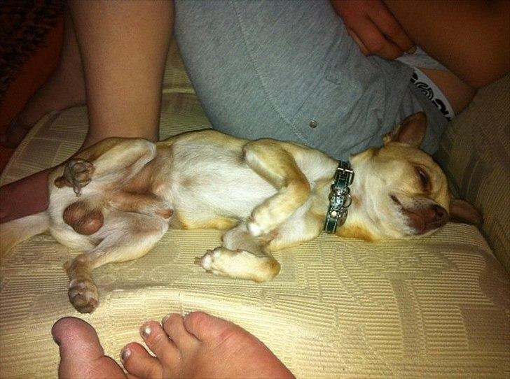 Chihuahua Oscar - Sådan elsker han bare at sove. ;D billede 5