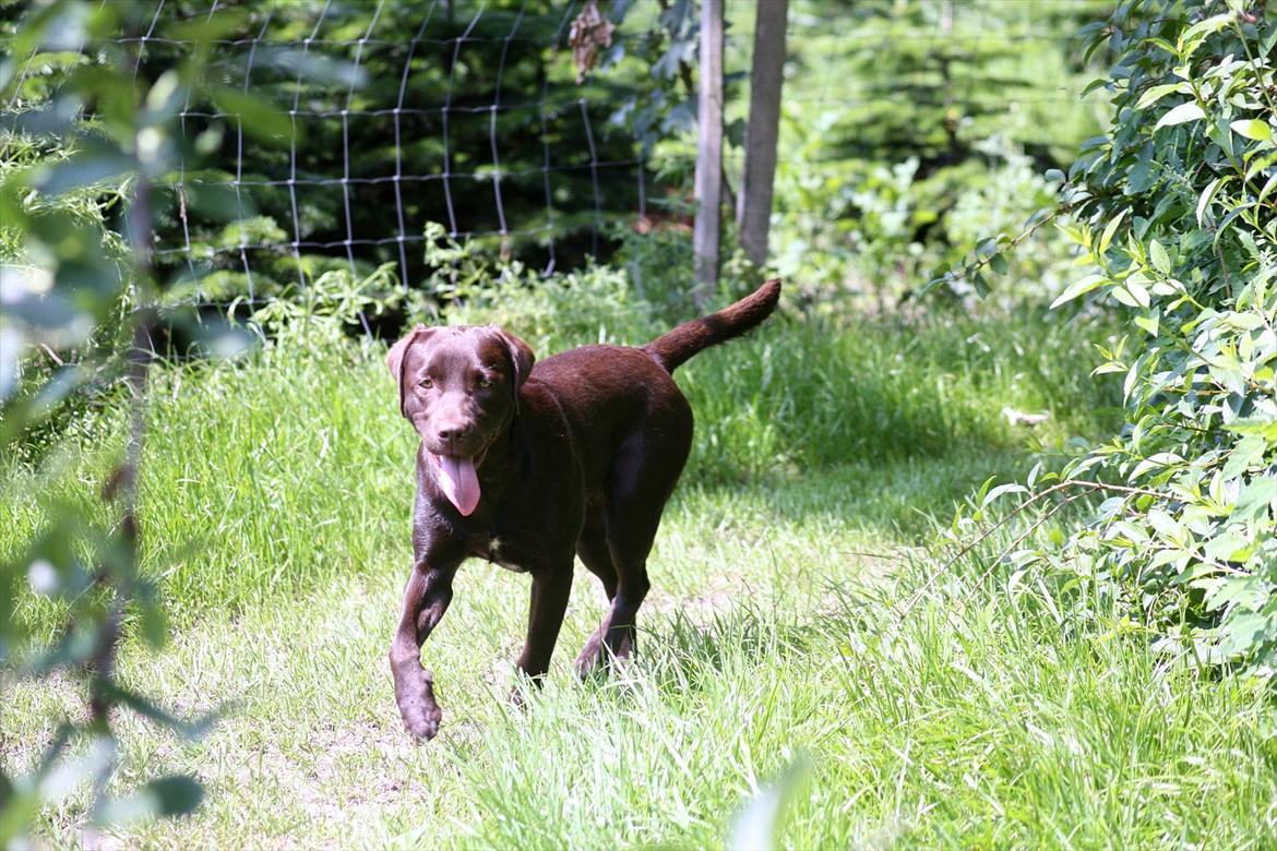 Labrador retriever Nuca - 11-07-2011 billede 15