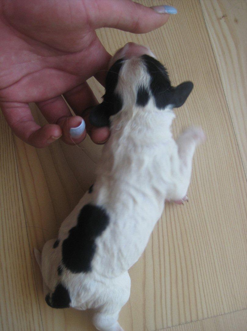 Field Trial spaniel Sally - Sally 1 uge gammel billede 1