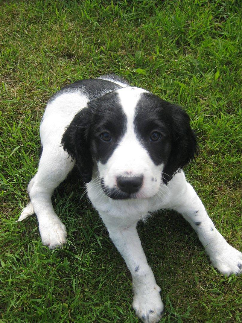 Field Trial spaniel Sally - Smukke Sally billede 2