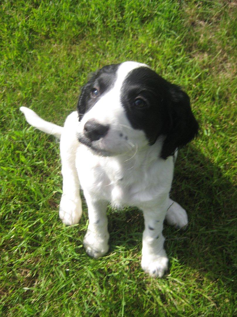 Field Trial spaniel Sally - Smukke Sally billede 3