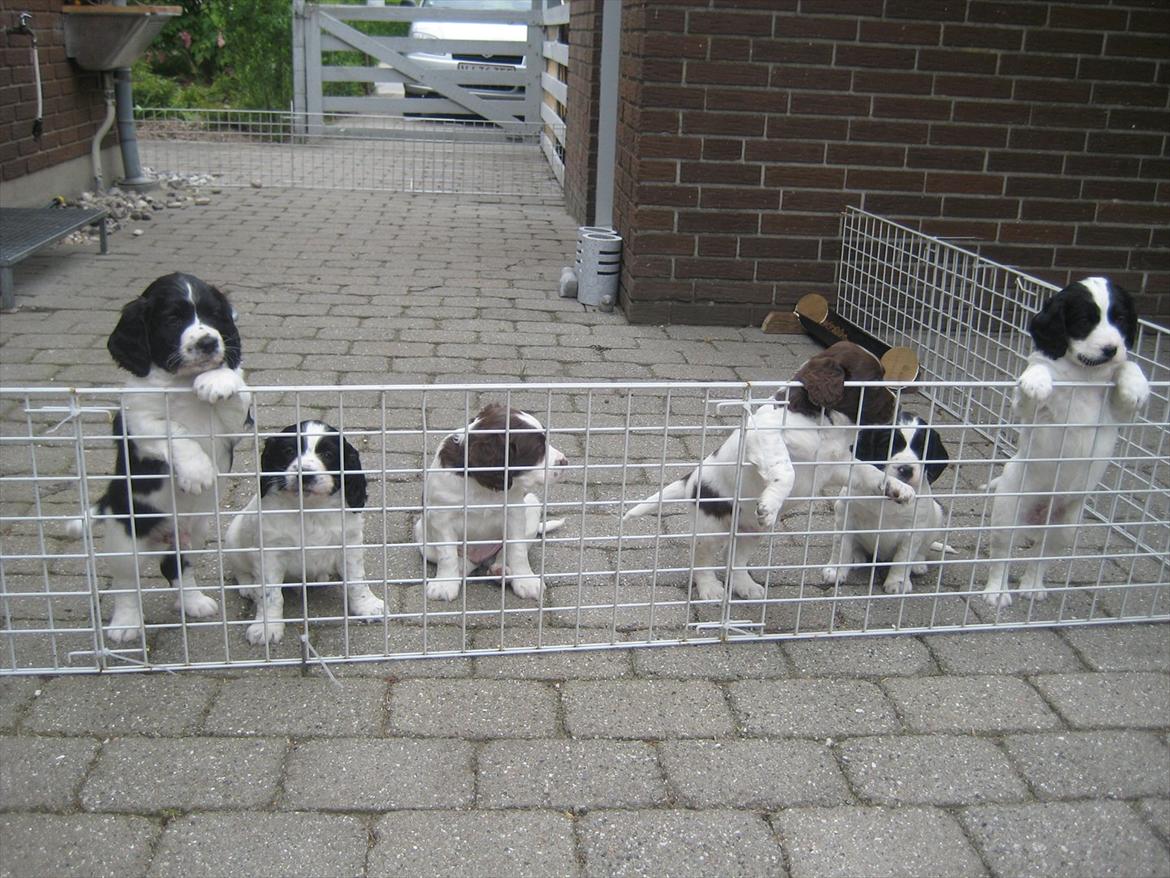 Field Trial spaniel Sally - Vapserne - Sally yderst til højre billede 4