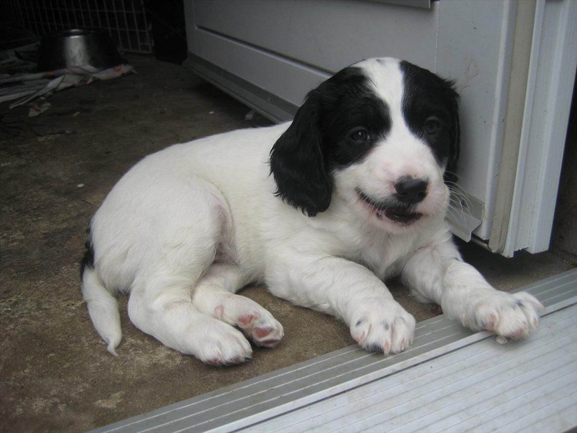 Field Trial spaniel Sally billede 5