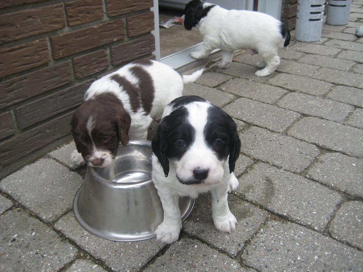 Field Trial spaniel Sally billede 6