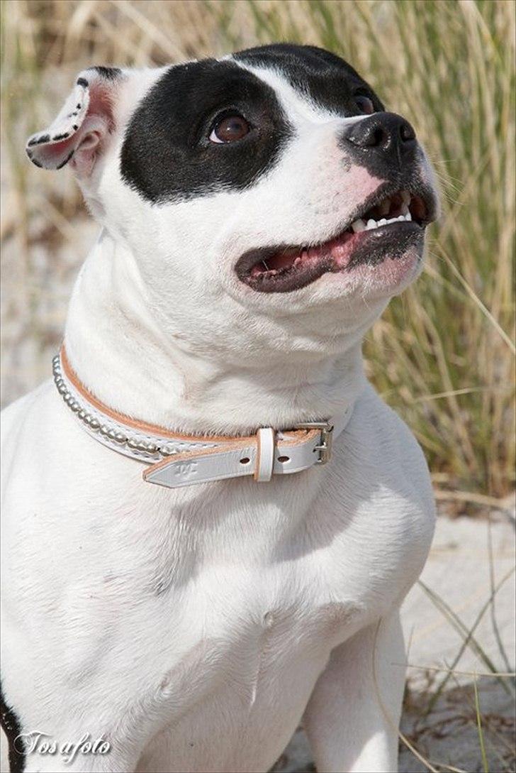 Staffordshire bull terrier Himmelhunden DKCH  Lilo billede 20