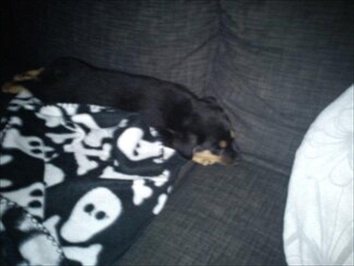 Blanding af racer Dario R.I.P - Putter :D billede 1