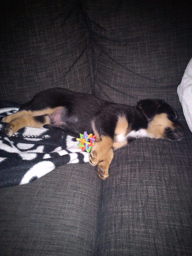 Blanding af racer Dario R.I.P - Putter igen :D billede 2