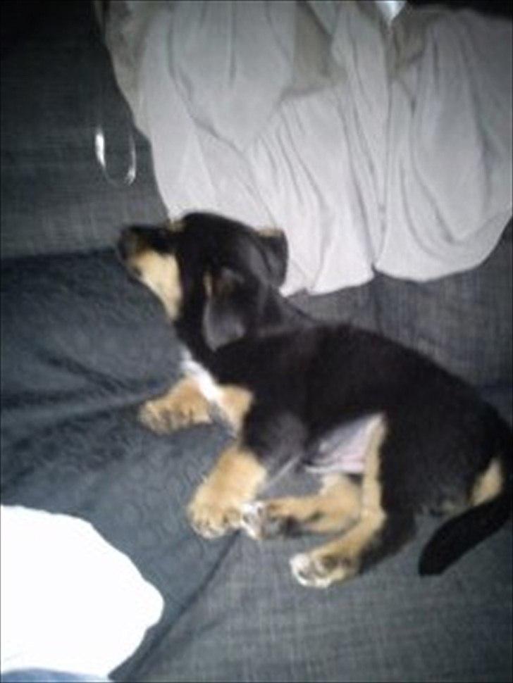 Blanding af racer Dario R.I.P billede 3