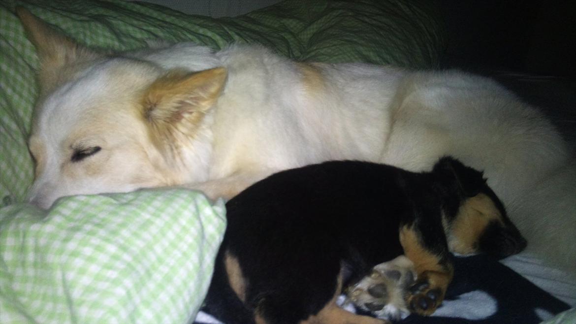 Blanding af racer Dario R.I.P - Putter men Minnie-pigen :D billede 4