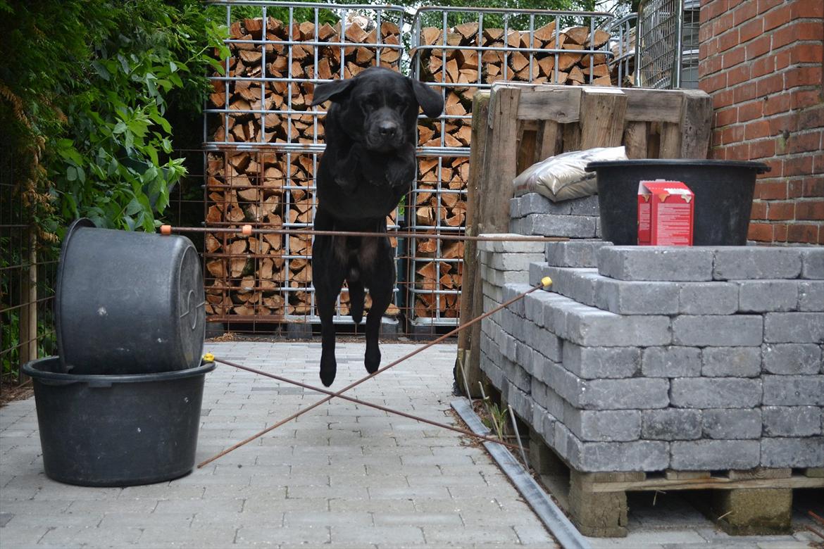 Labrador retriever Athos RIP billede 5