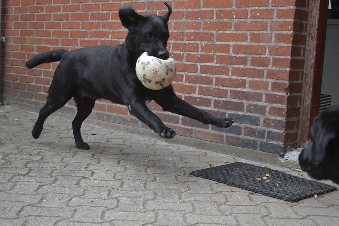 Labrador retriever Athos RIP billede 7