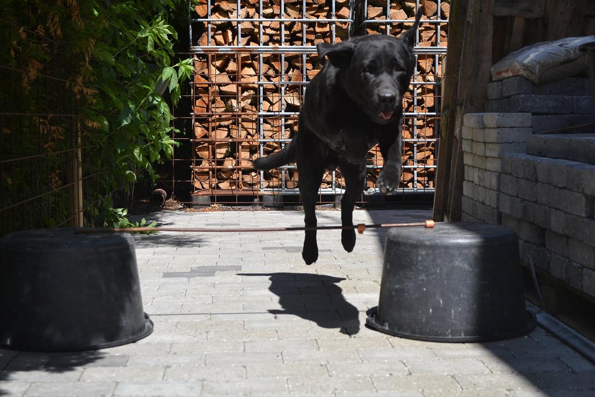 Labrador retriever Athos RIP billede 8