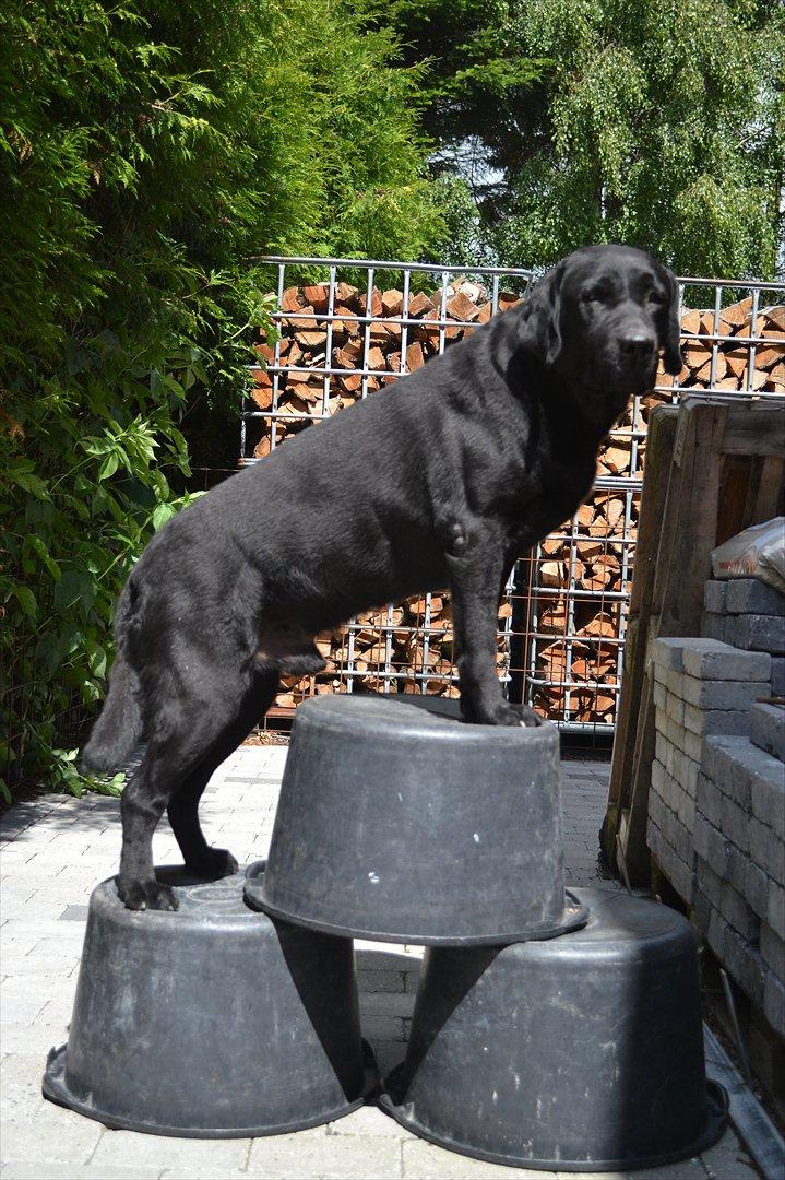 Labrador retriever Athos RIP billede 6