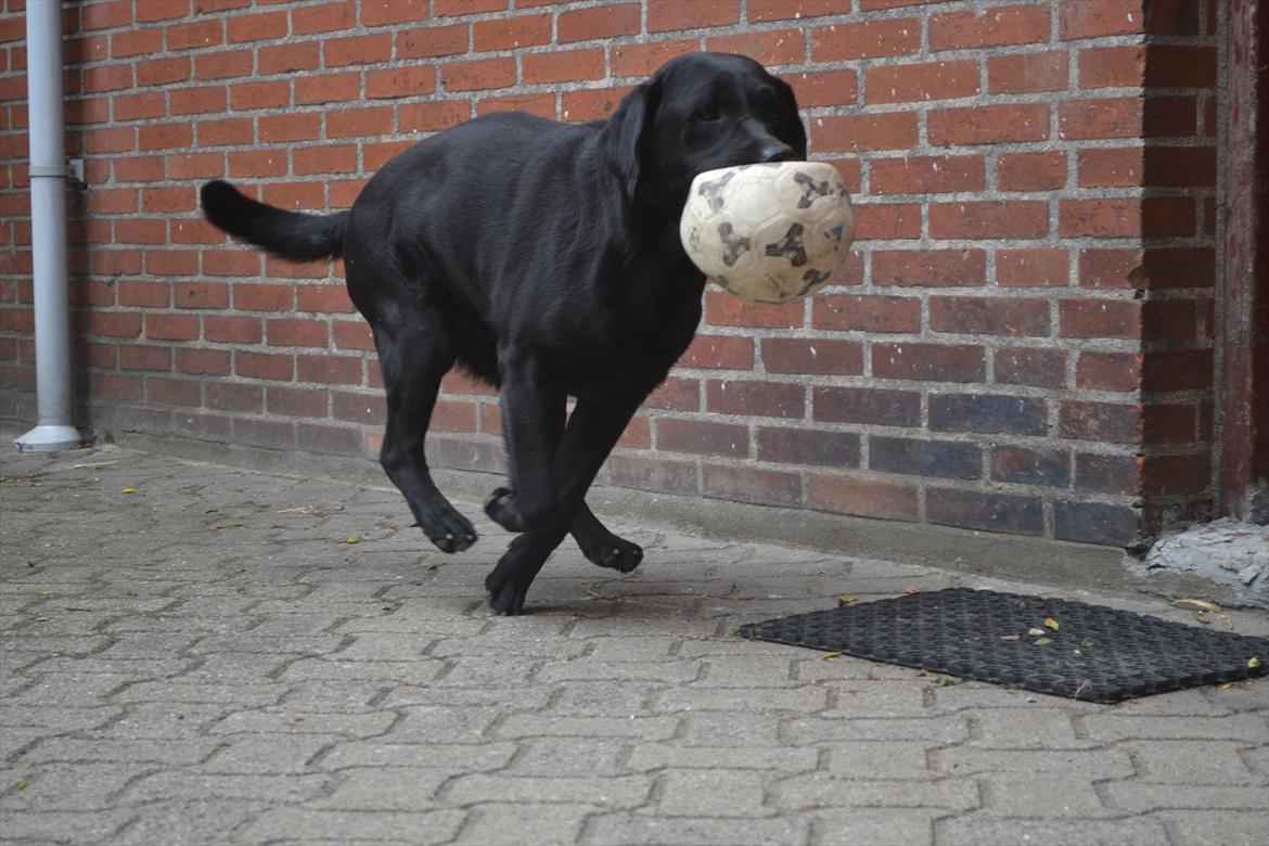 Labrador retriever Athos RIP billede 9