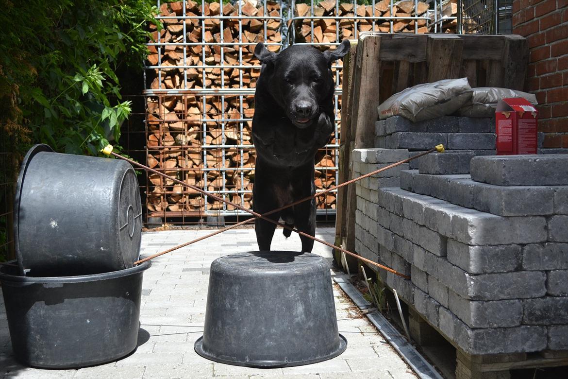 Labrador retriever Athos RIP billede 10