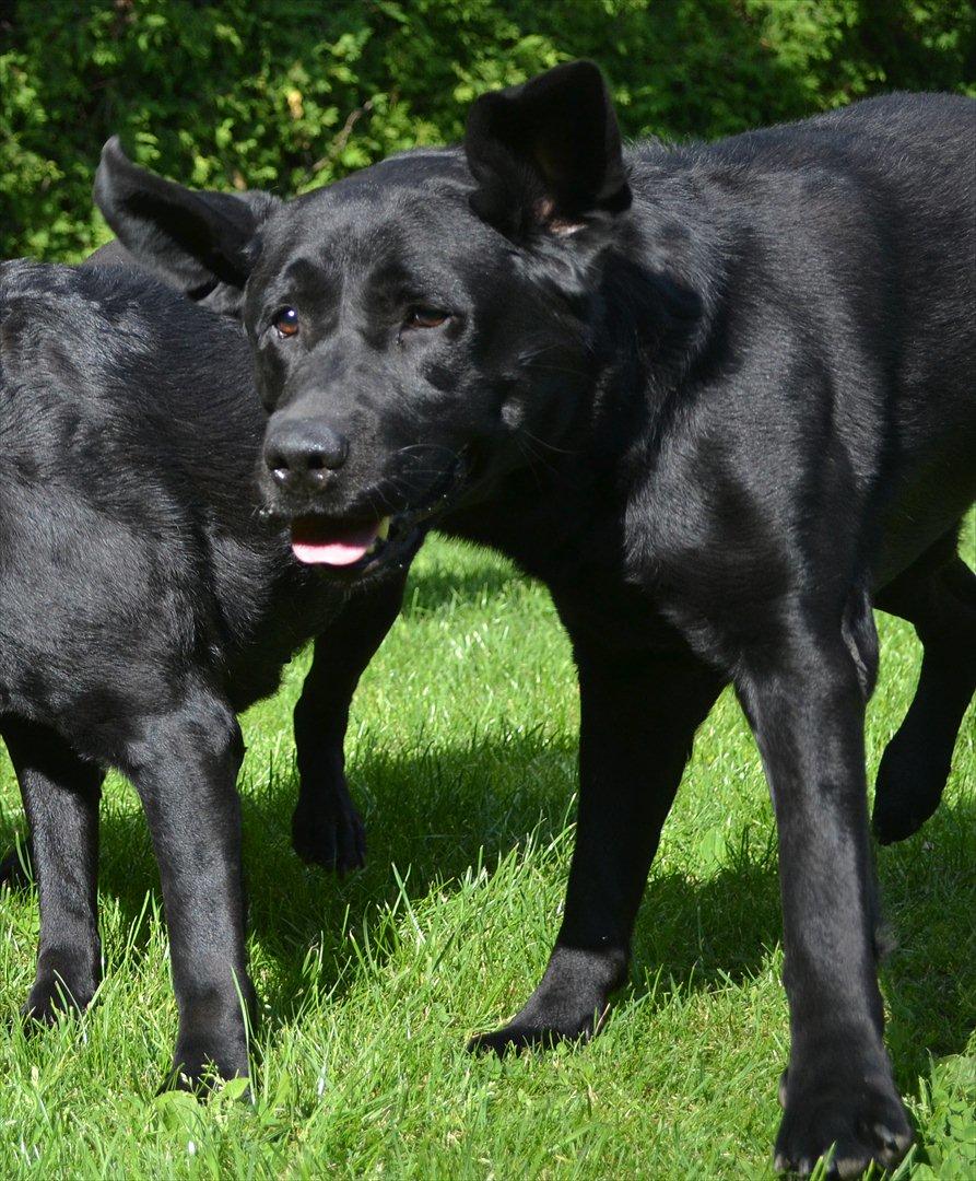 Labrador retriever Athos RIP billede 11