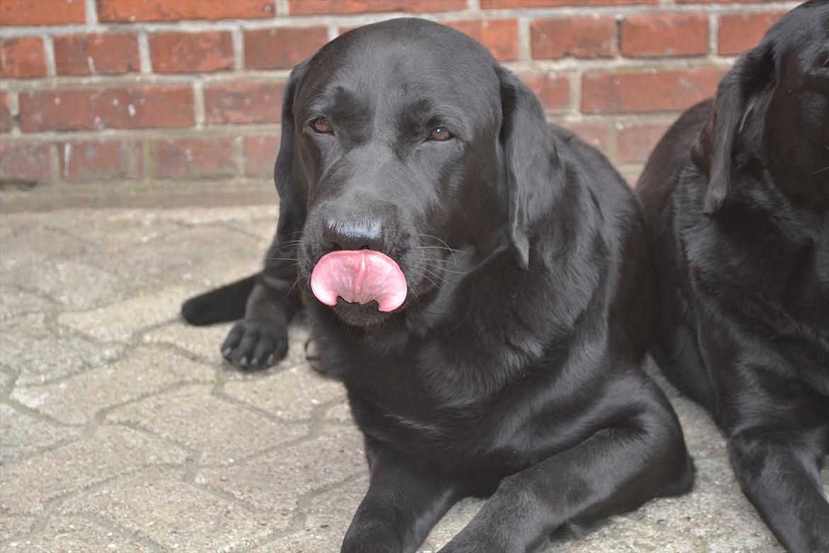 Labrador retriever Athos RIP billede 12