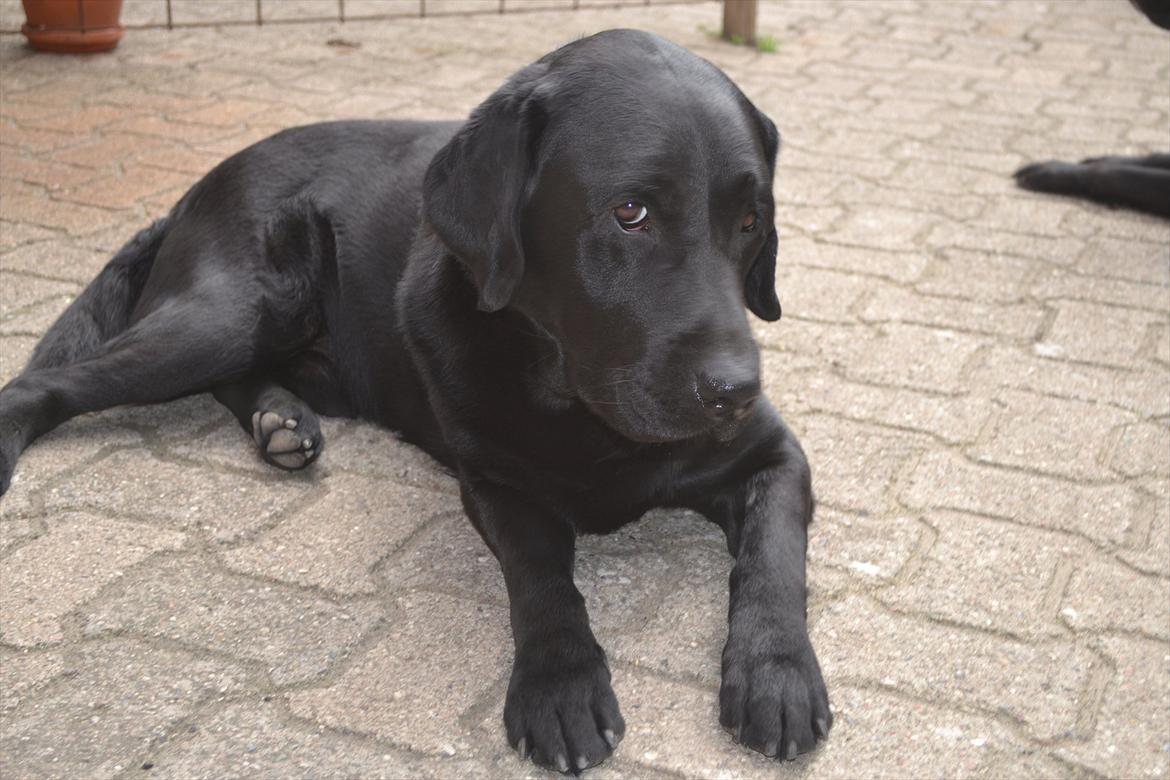 Labrador retriever Athos RIP billede 13