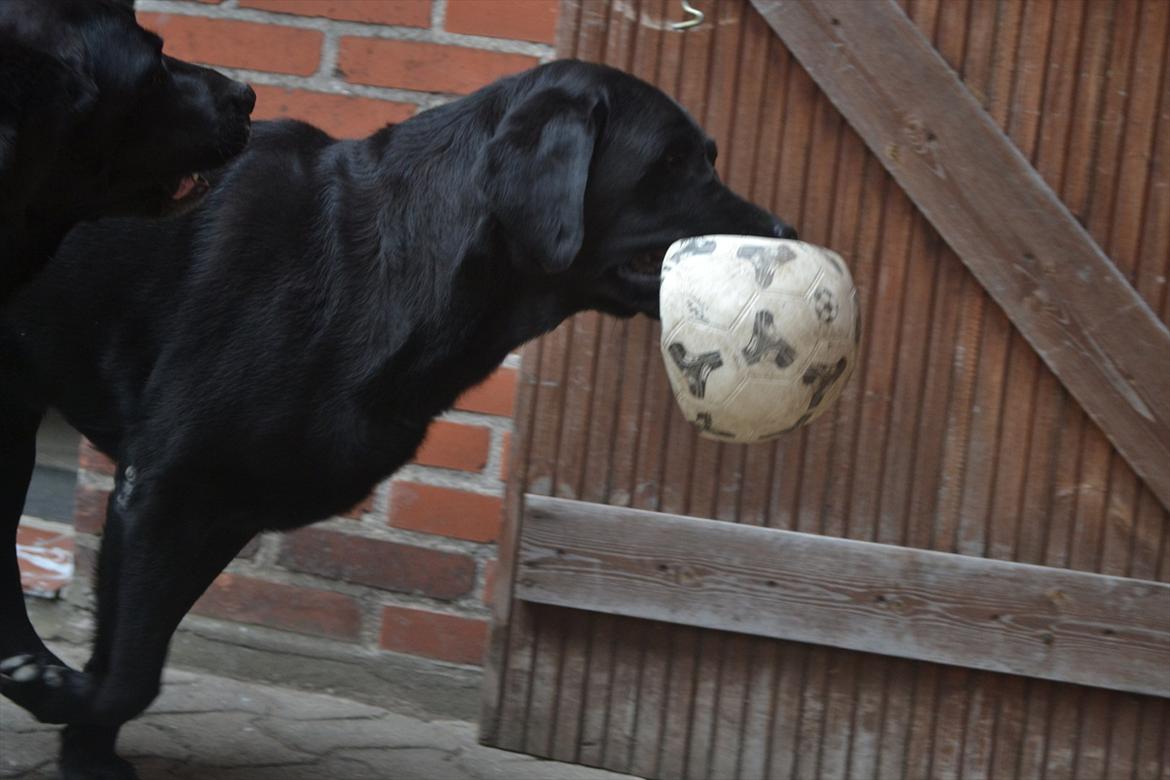 Labrador retriever Athos RIP billede 14