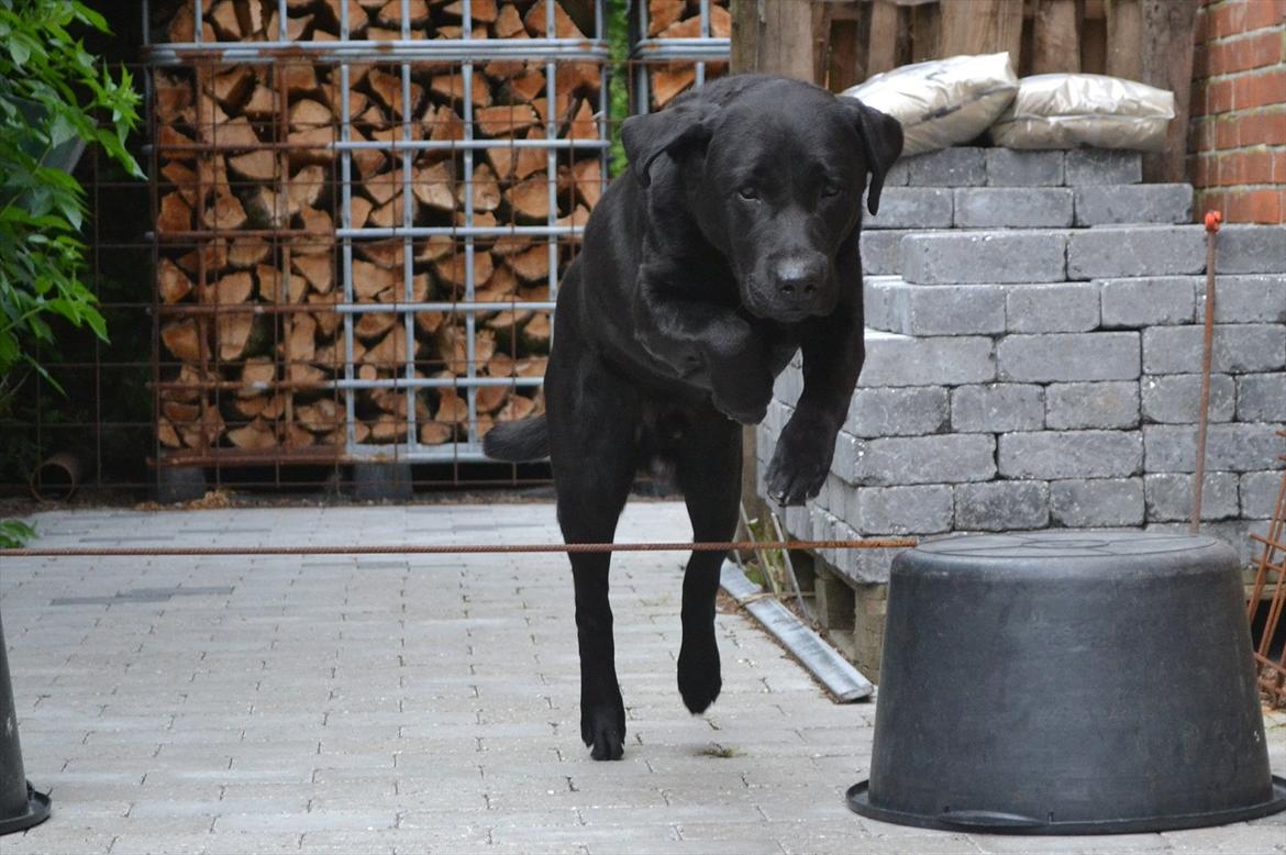 Labrador retriever Athos RIP billede 15