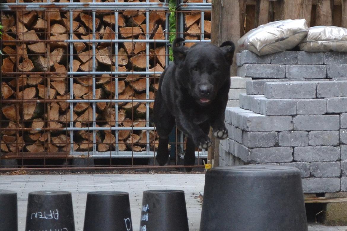 Labrador retriever Athos RIP billede 16