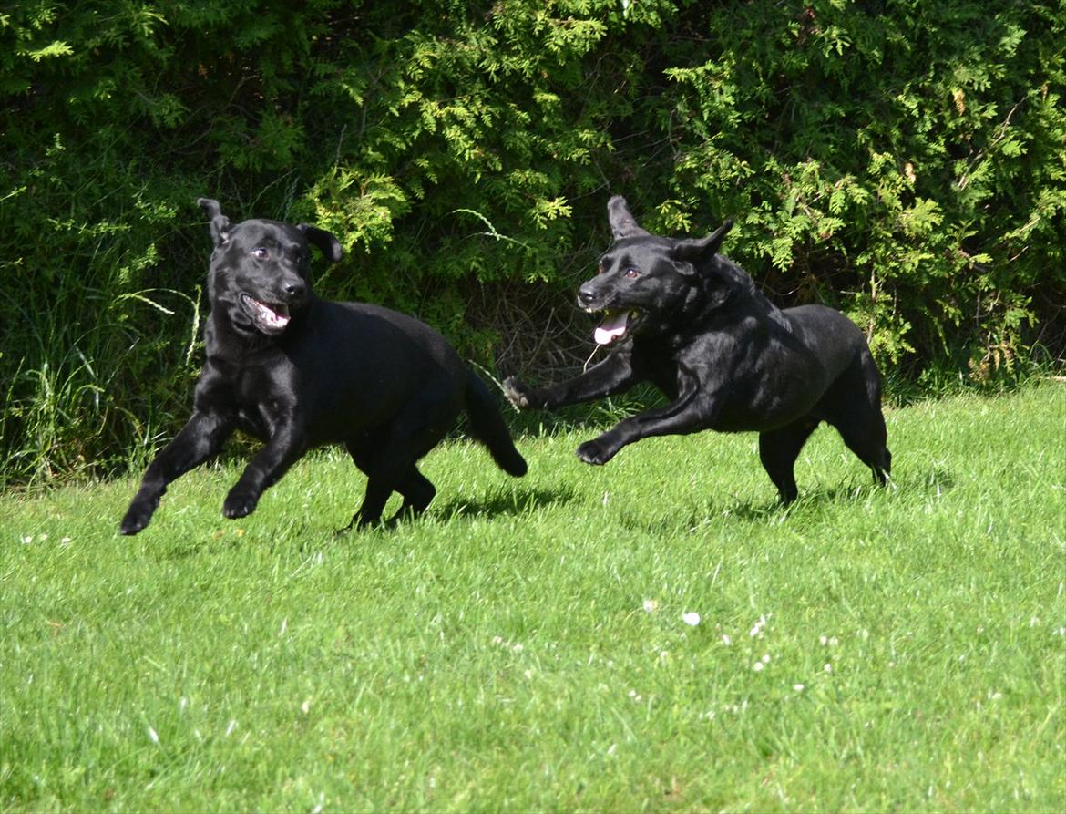 Labrador retriever Athos RIP billede 17