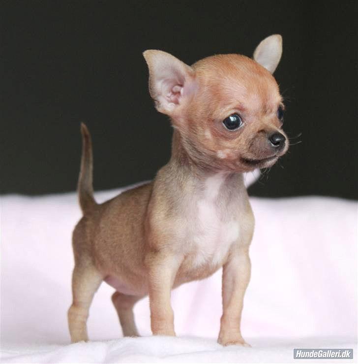 Chihuahua chloe billede 5