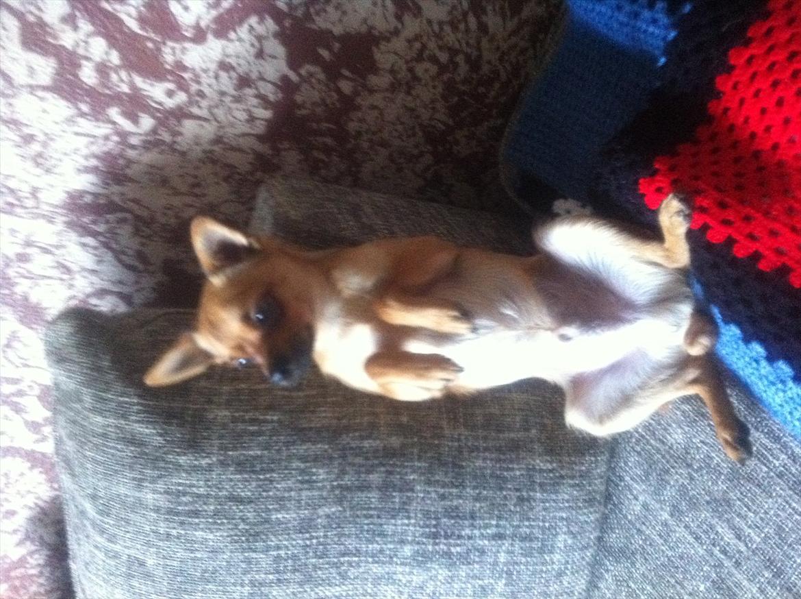 Blanding af racer Chico billede 15