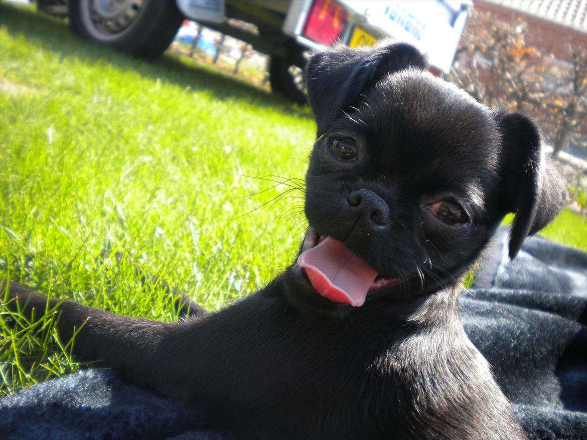 Griffon petit brabancon Milo - Puha, det var en lang rejse til Nordjylland, men godt at være ude i det fri igen :) billede 1