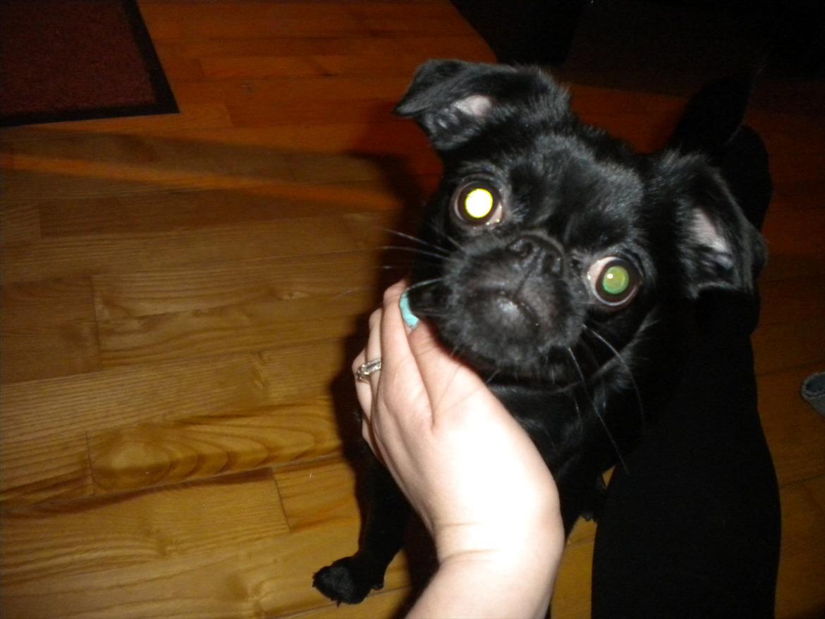 Griffon petit brabancon Milo - Det er min farmand :) billede 2