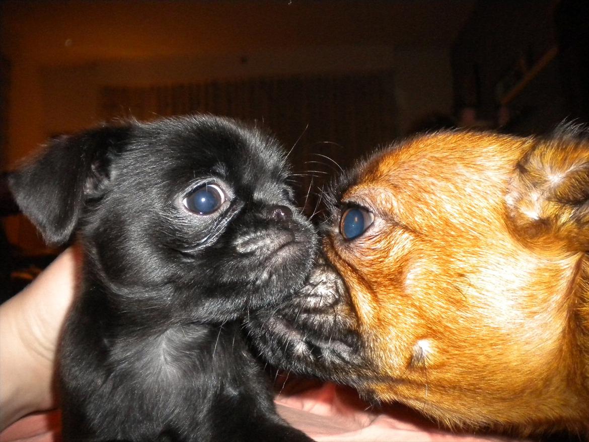 Griffon petit brabancon Milo - Det er mig og mor :) billede 3