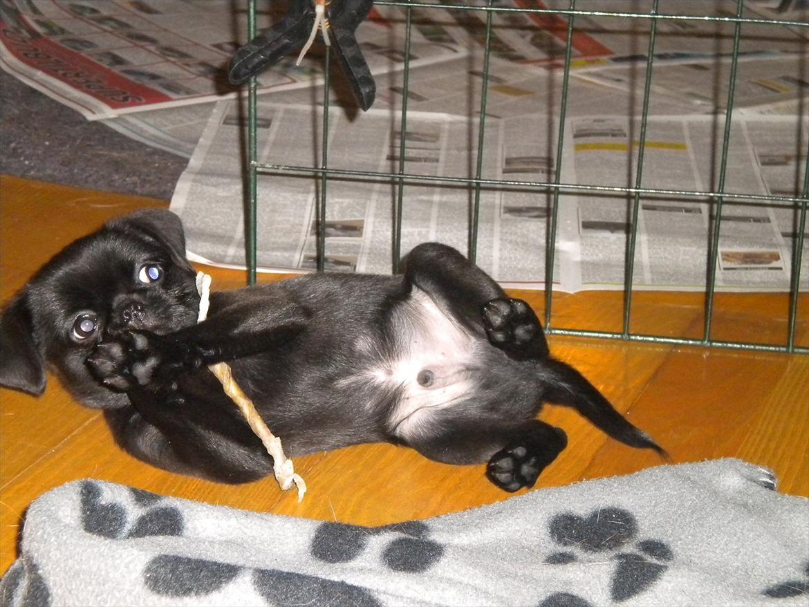 Griffon petit brabancon Milo - Den er go' :) billede 4