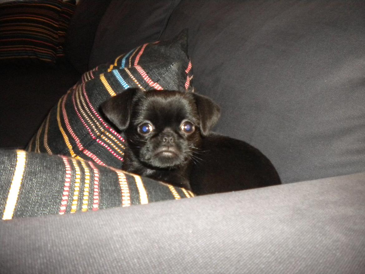 Griffon petit brabancon Milo - Aaah sofahygge :) billede 5