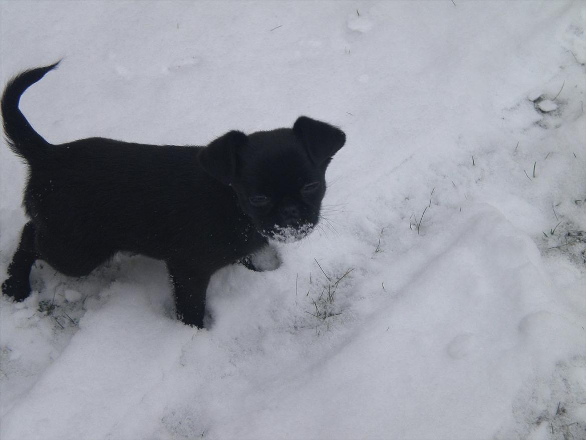 Griffon petit brabancon Milo - Min første tur i sneen :) Uha det er koldt! billede 6