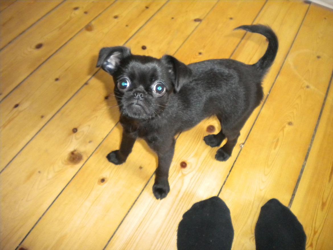 Griffon petit brabancon Milo billede 7