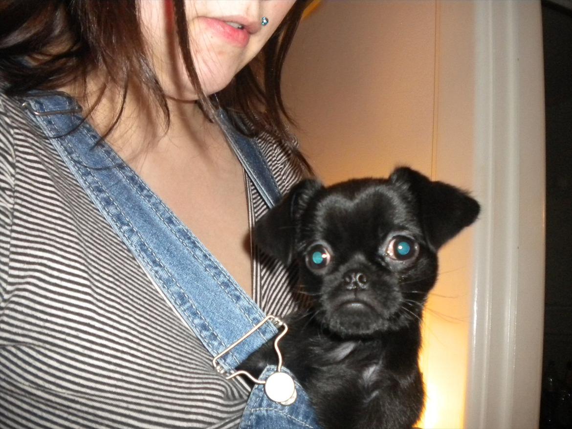 Griffon petit brabancon Milo billede 8