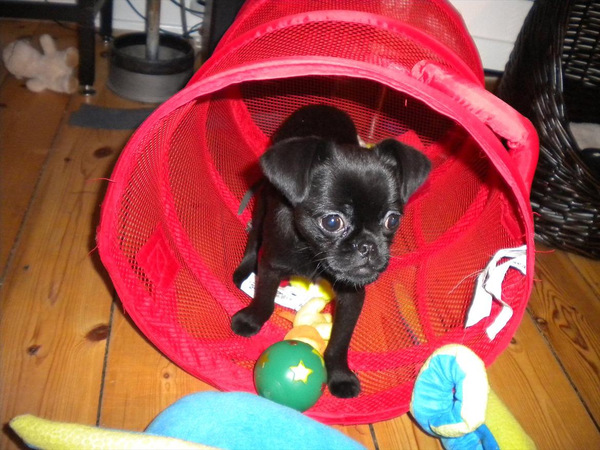 Griffon petit brabancon Milo - Jeg har SÅ meget lækkert legetøj :) billede 9