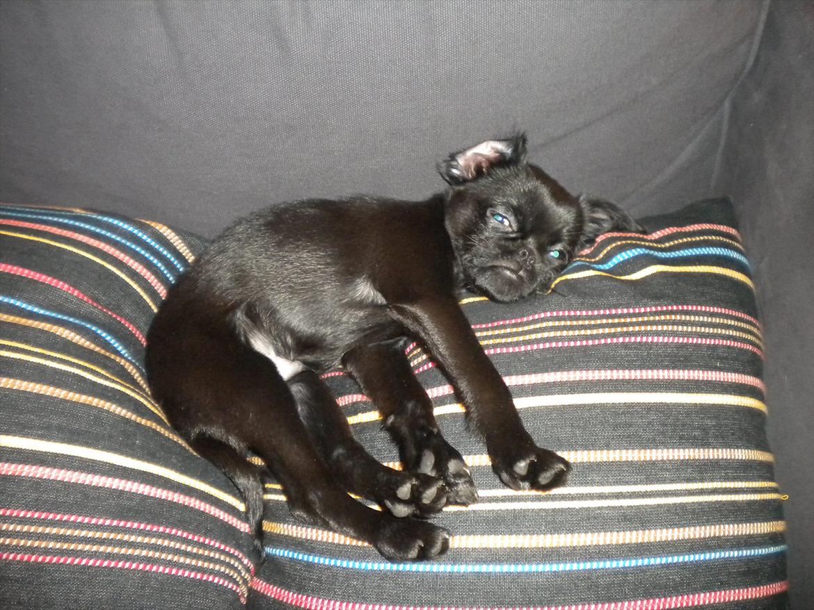 Griffon petit brabancon Milo - Jeg er bare SÅ træt .... billede 10